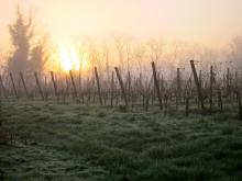 Wijnproeverij Wijnproeverij